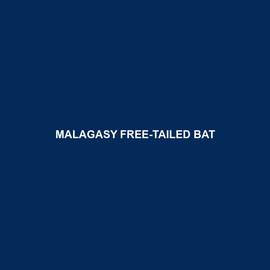 Malagasy Free-tailed Bat