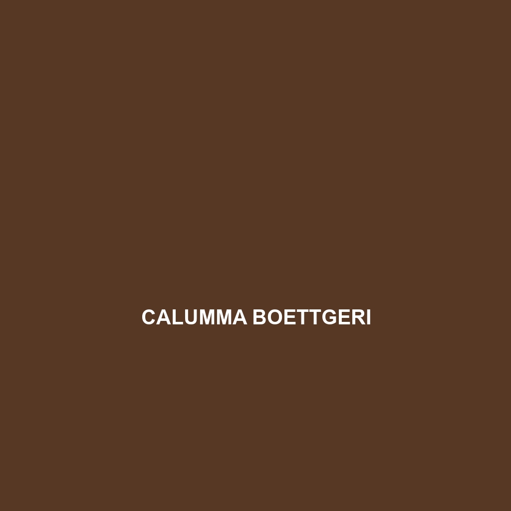 Calumma boettgeri