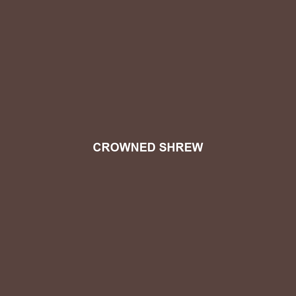 Crowned Shrew