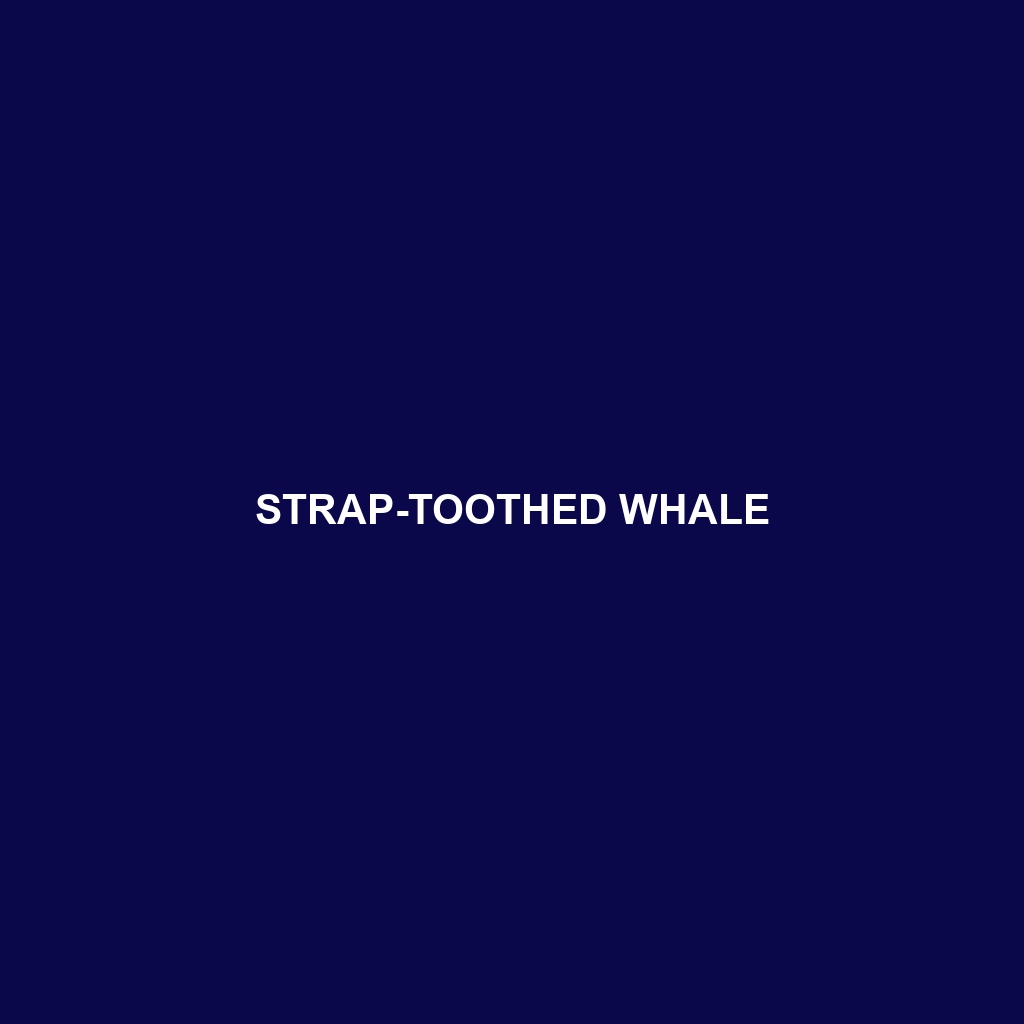 Strap-toothed Whale