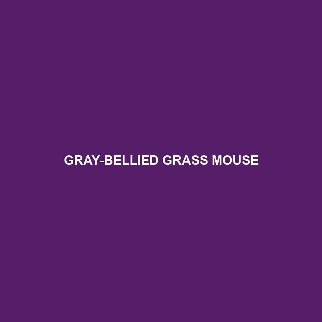 Gray-bellied Grass Mouse