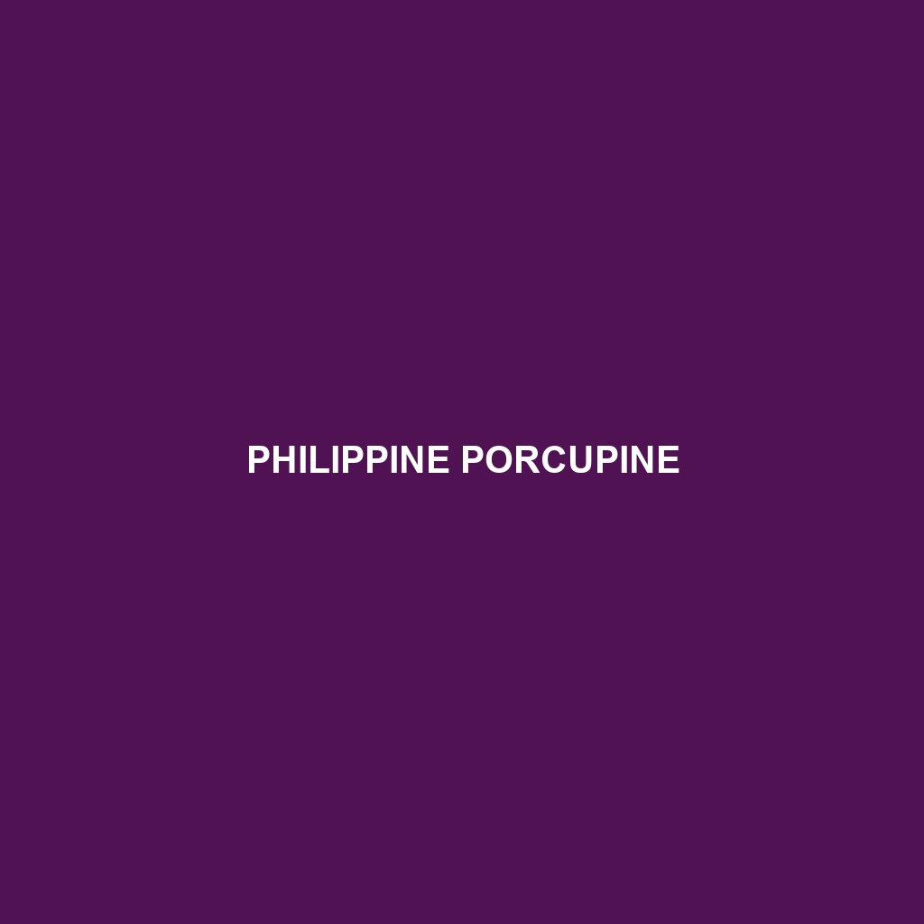 Philippine Porcupine