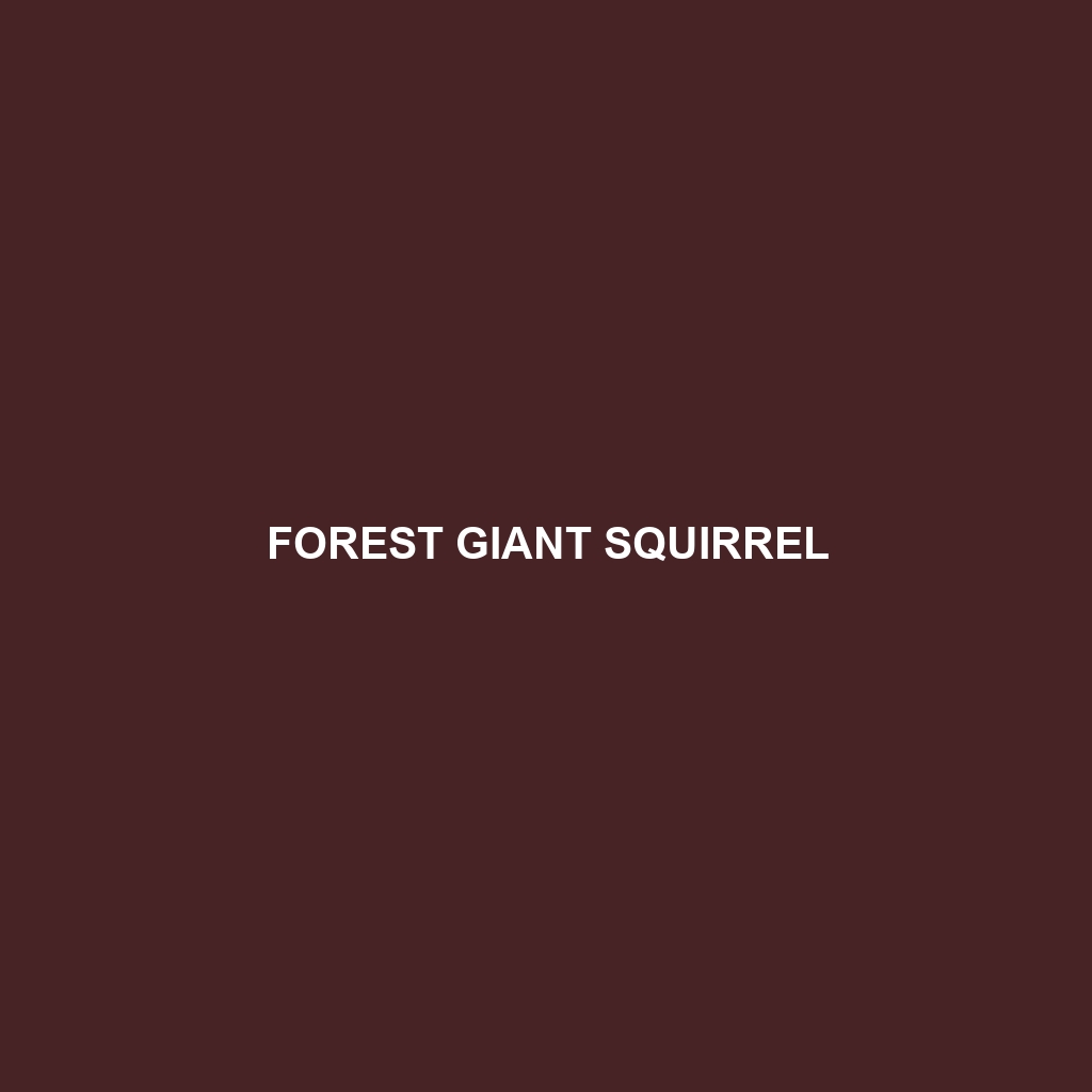 Forest Giant Squirrel