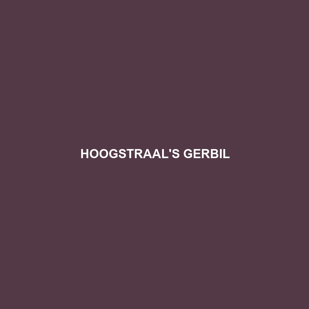 Hoogstraal's Gerbil