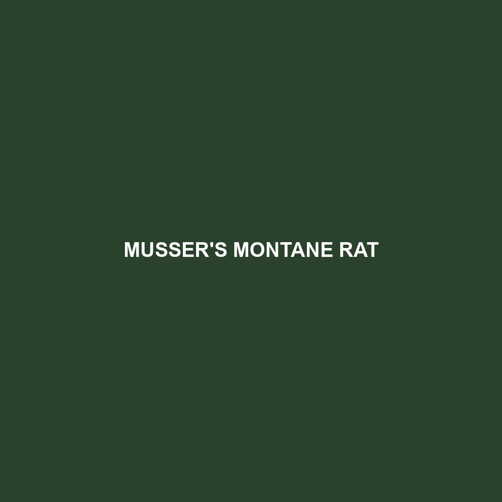 Musser's Montane Rat