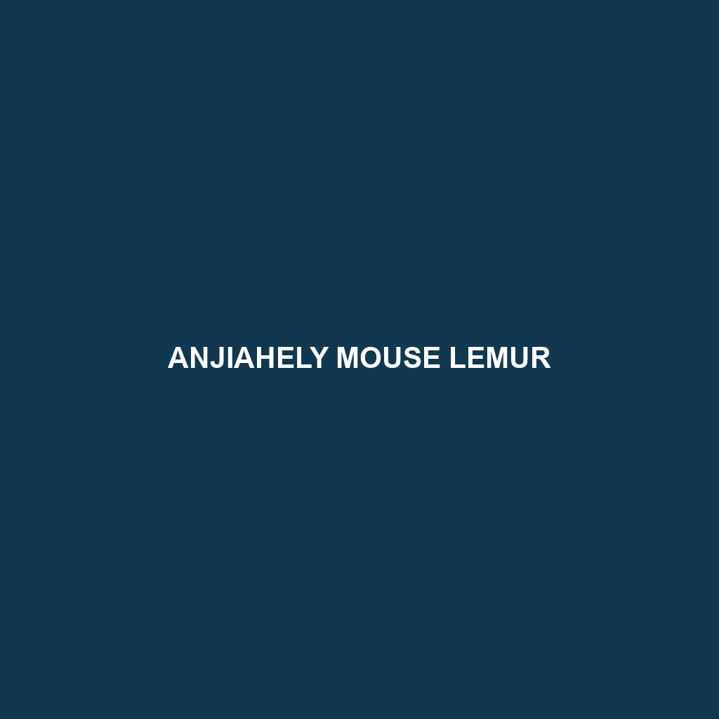 Anjiahely Mouse Lemur