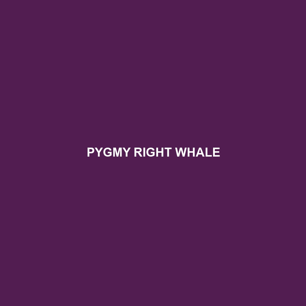 Pygmy Right Whale