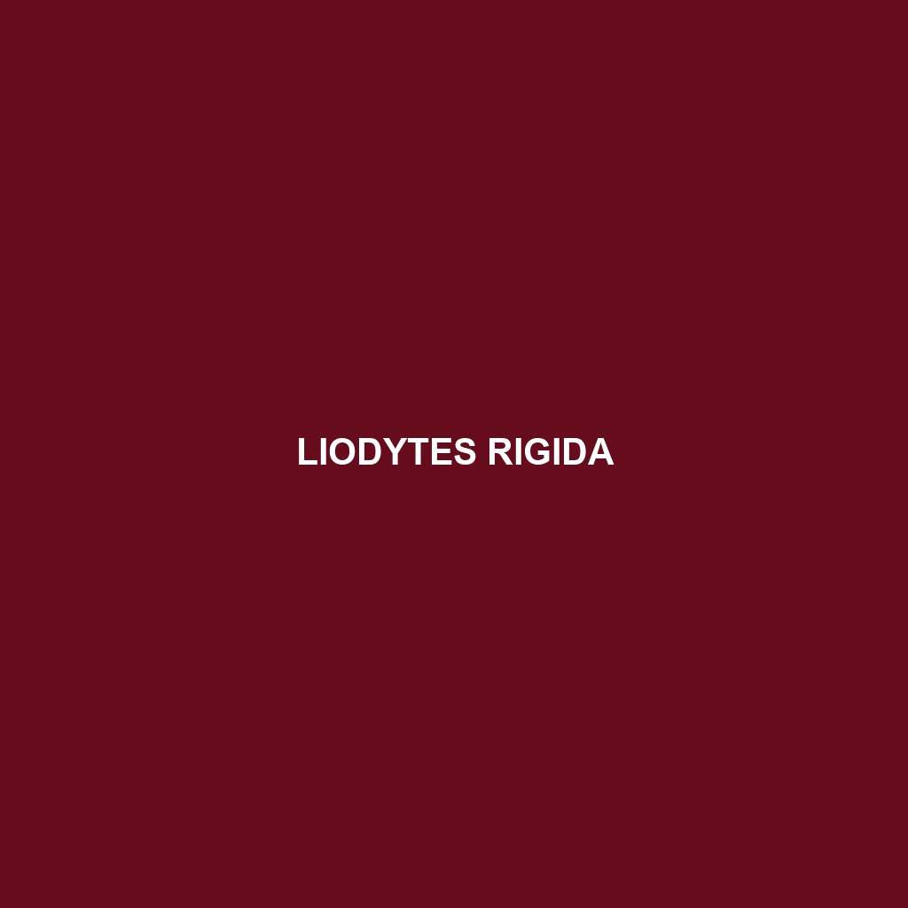 Liodytes rigida