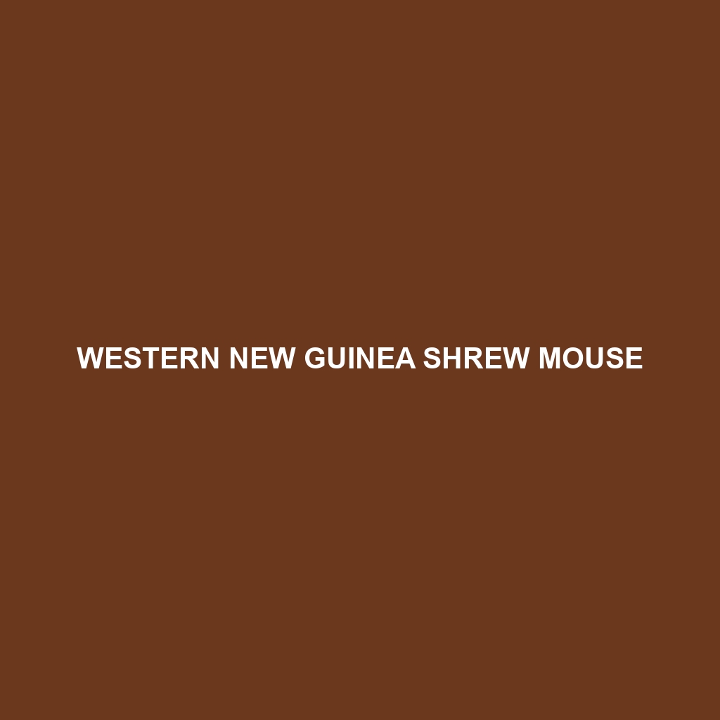 Western New Guinea Shrew Mouse