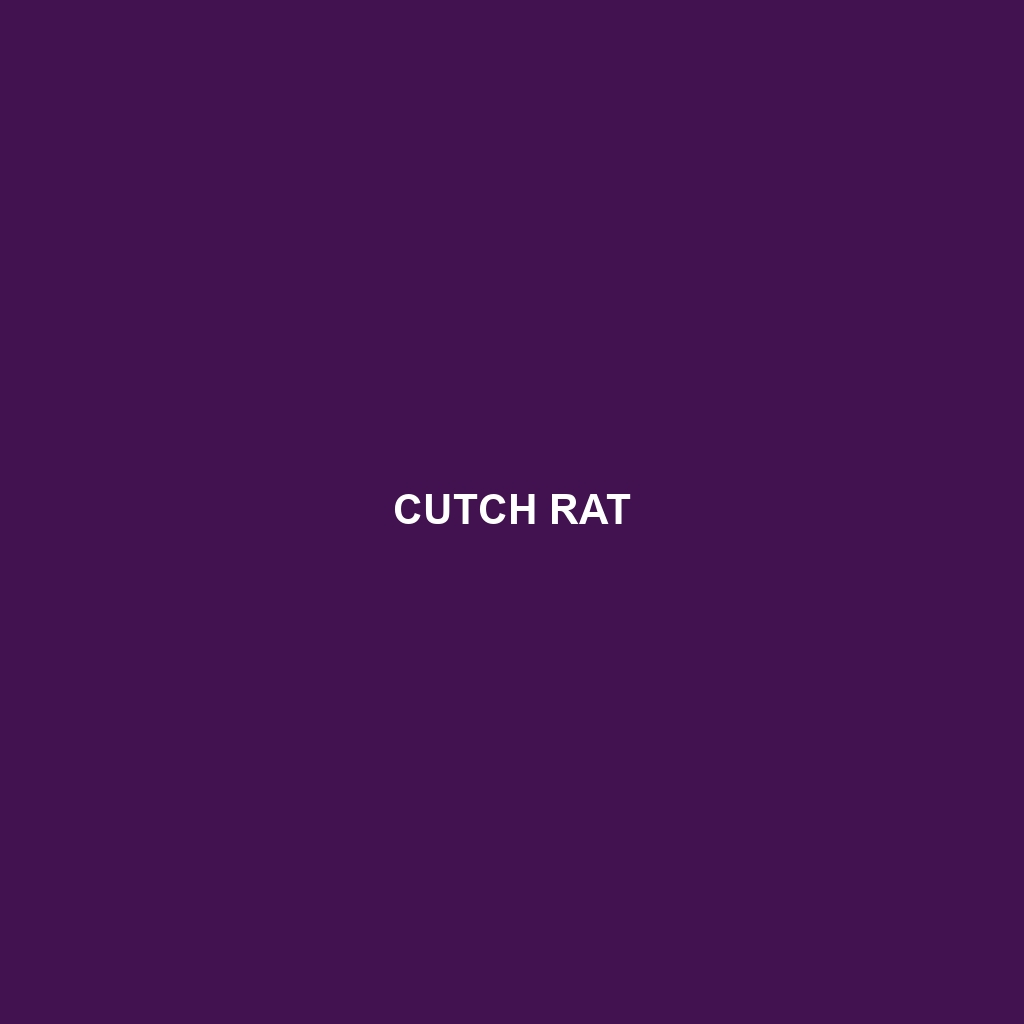 Cutch Rat