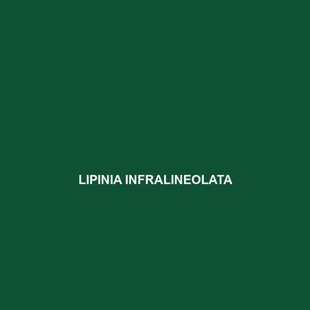 Lipinia infralineolata