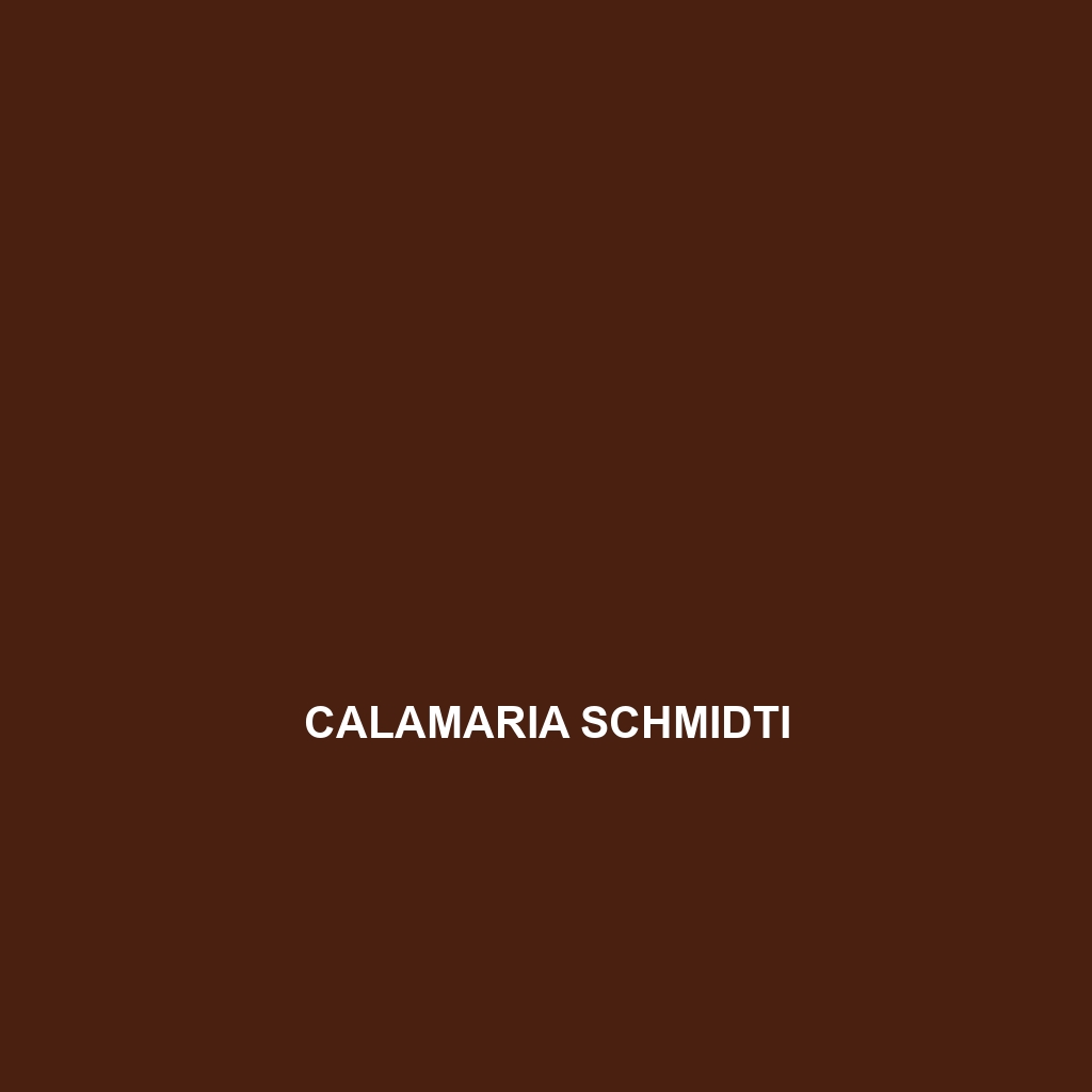 Calamaria schmidti