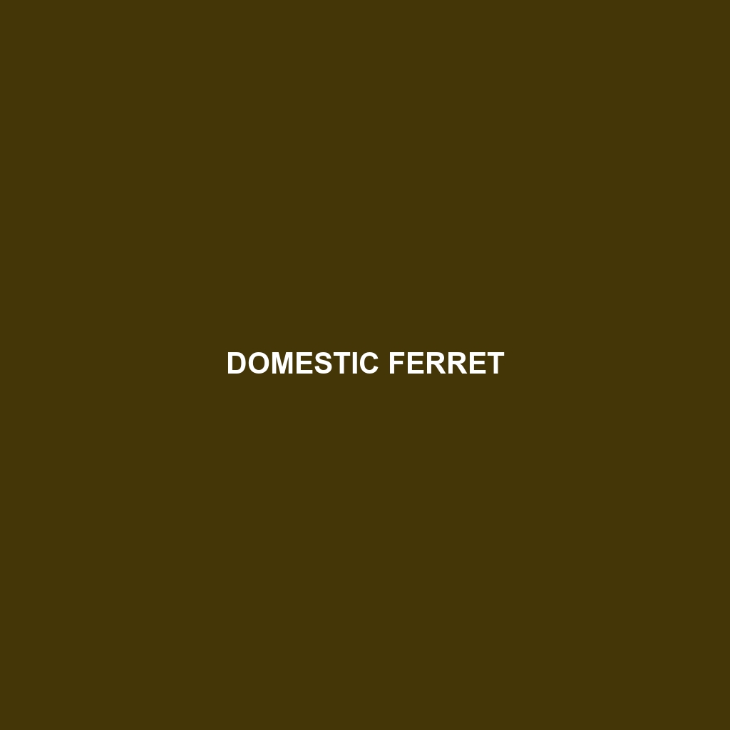 Domestic Ferret