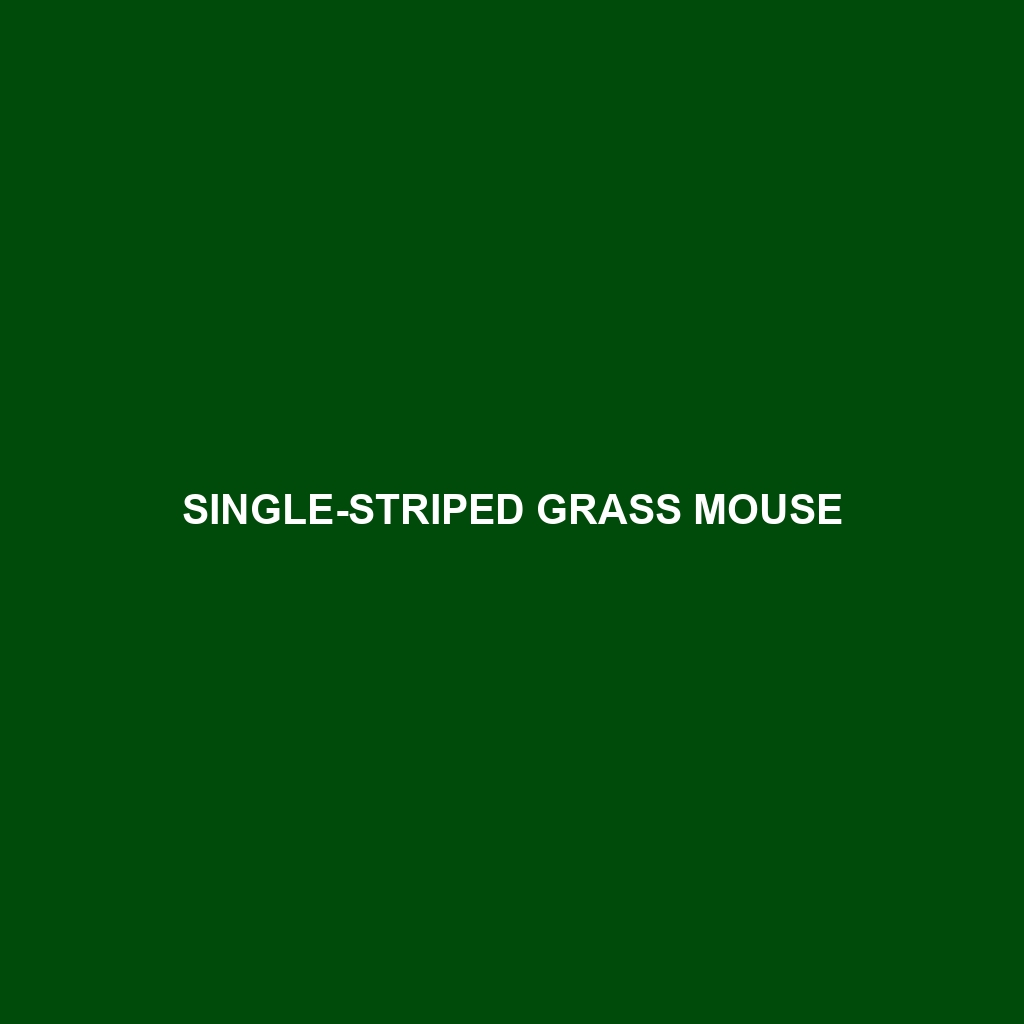 Single-striped Grass Mouse