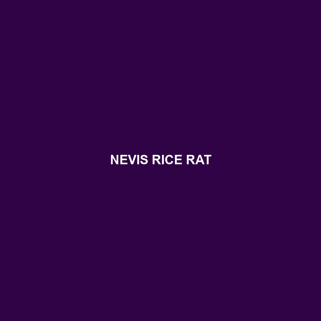 Nevis Rice Rat