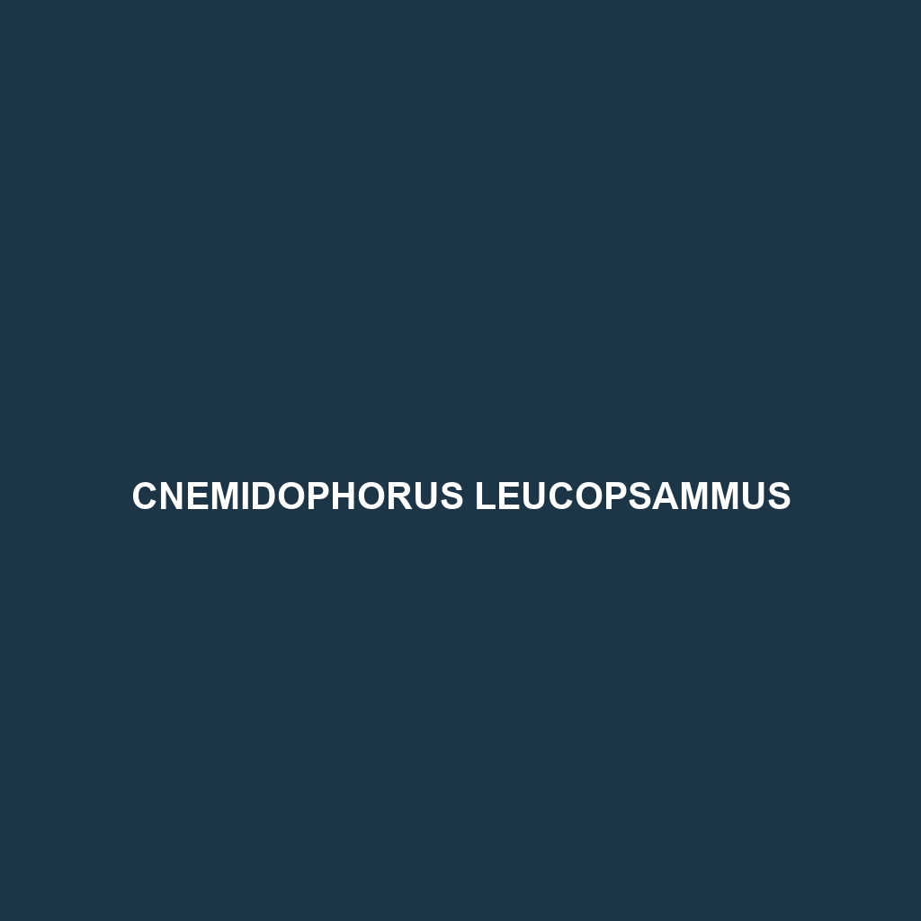 Cnemidophorus leucopsammus