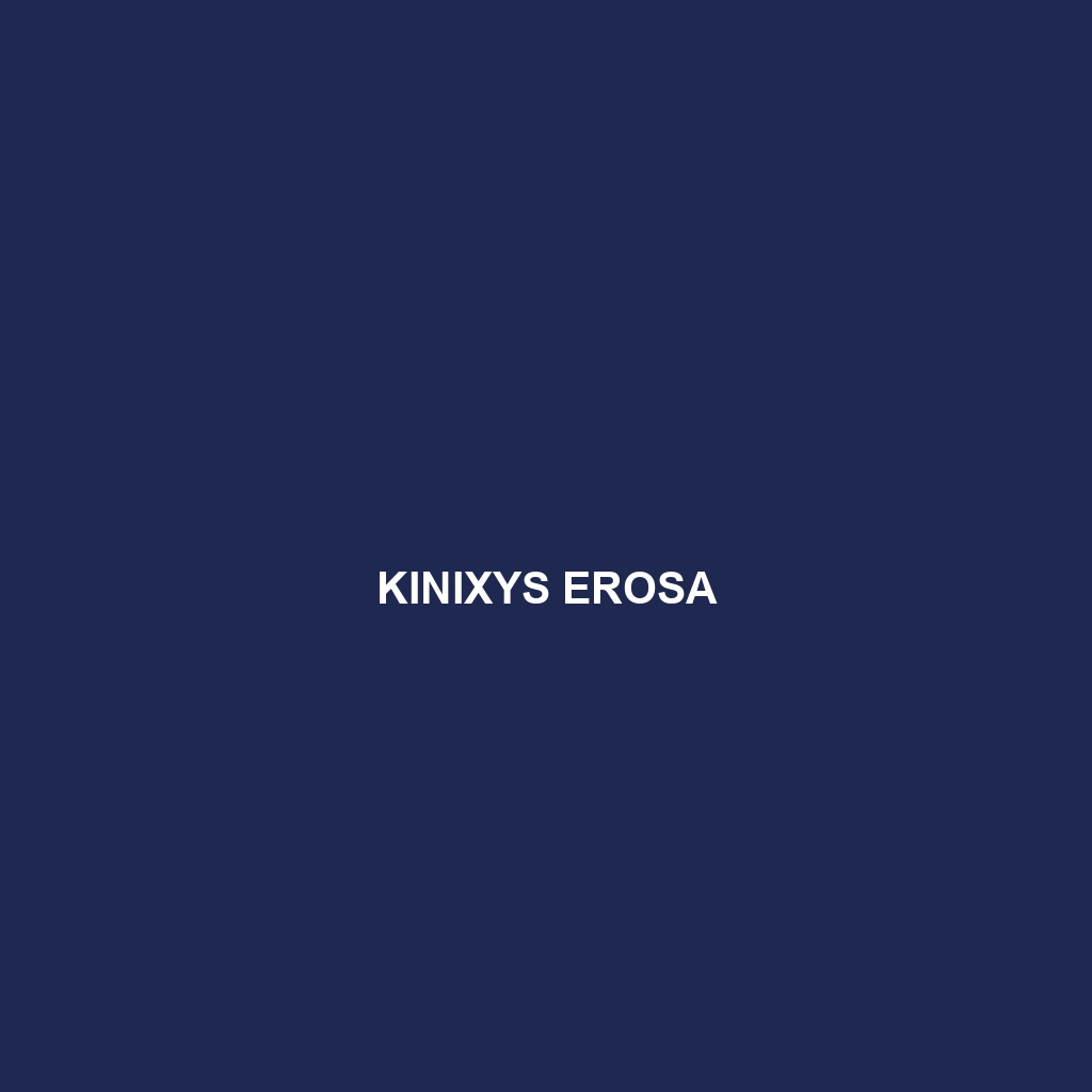 Kinixys erosa