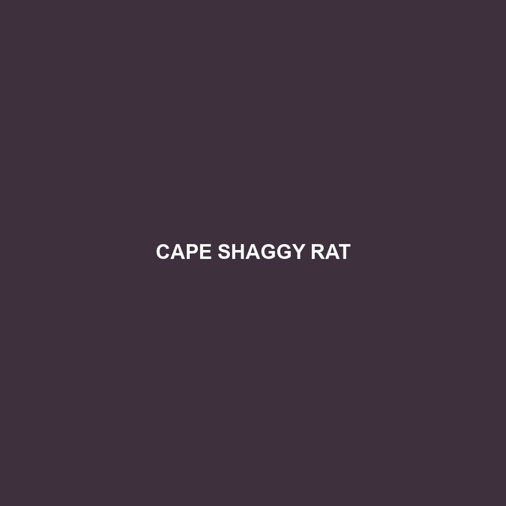 Cape Shaggy Rat