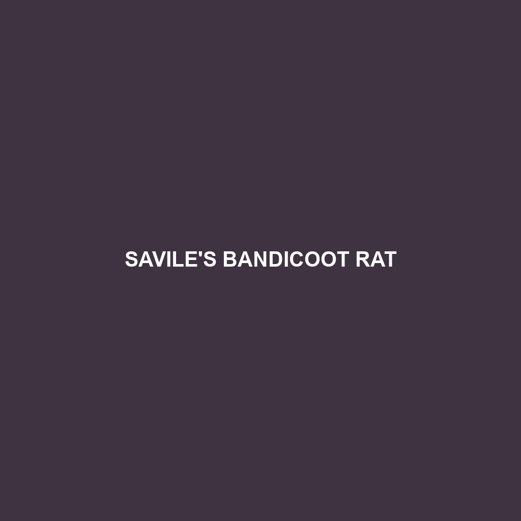 Savile's Bandicoot Rat