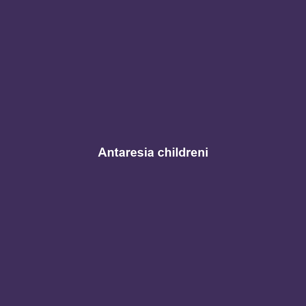 Antaresia childreni