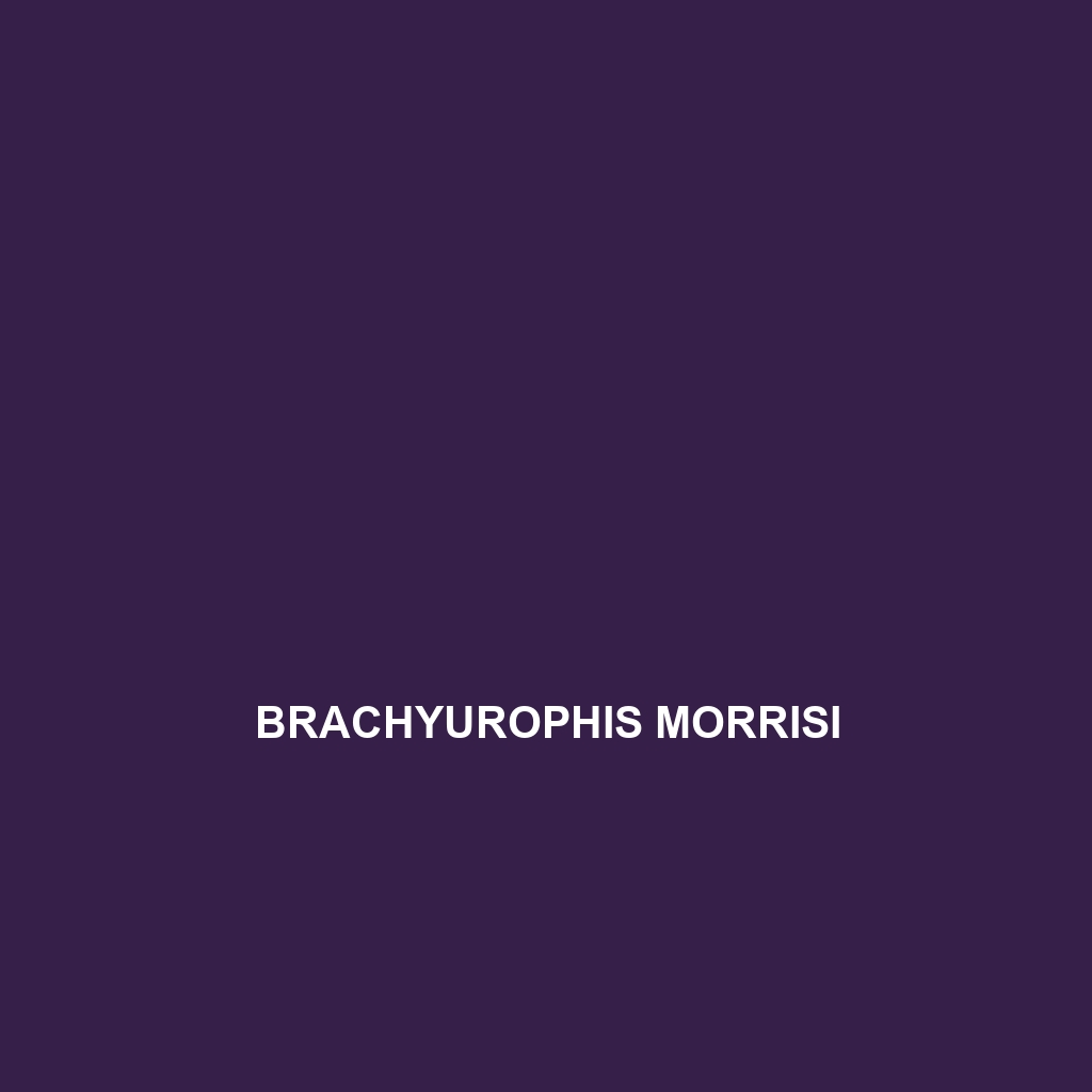 Brachyurophis morrisi