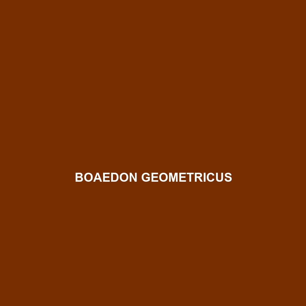 Boaedon geometricus