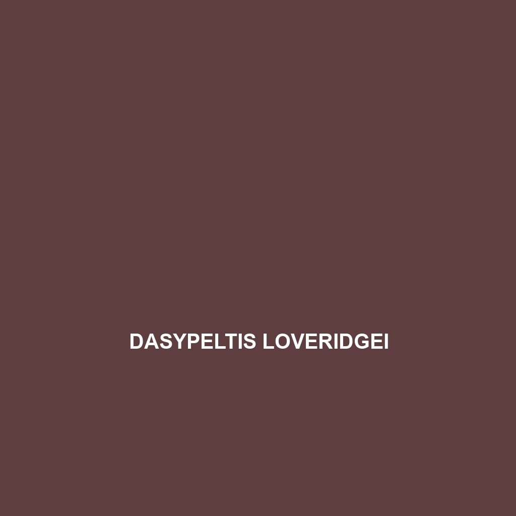 Dasypeltis loveridgei