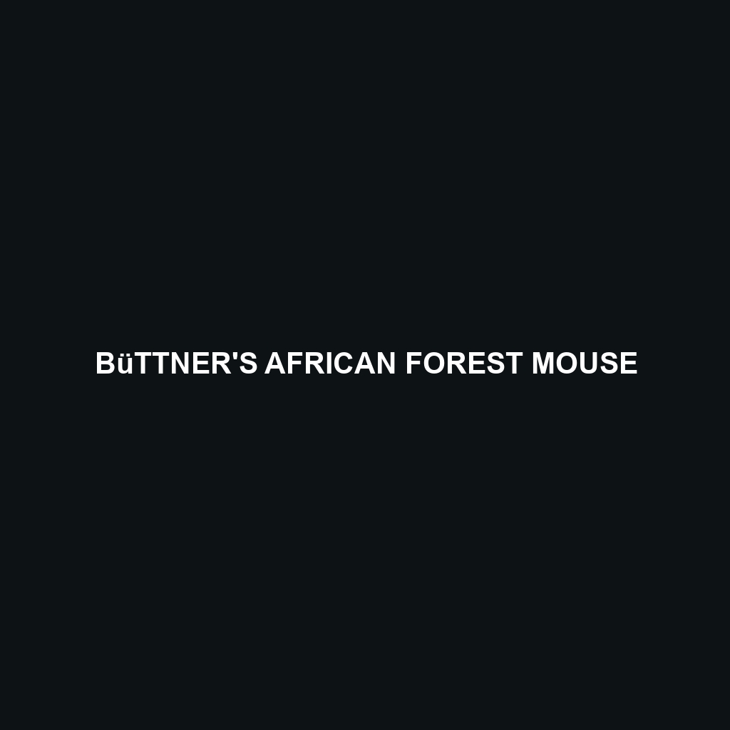 Büttner's African Forest Mouse