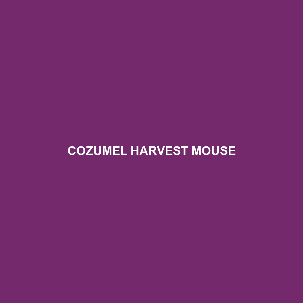 Cozumel Harvest Mouse