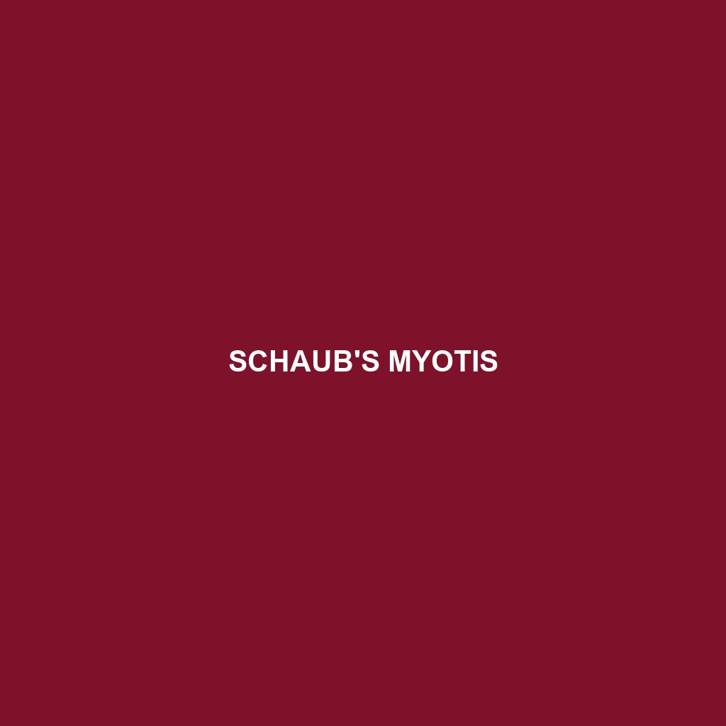 Schaub's Myotis