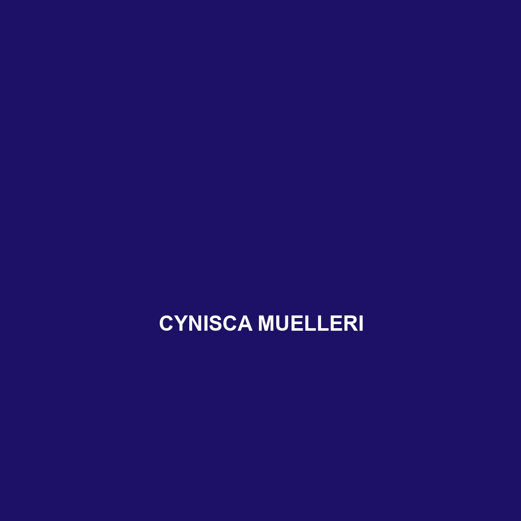 Cynisca muelleri