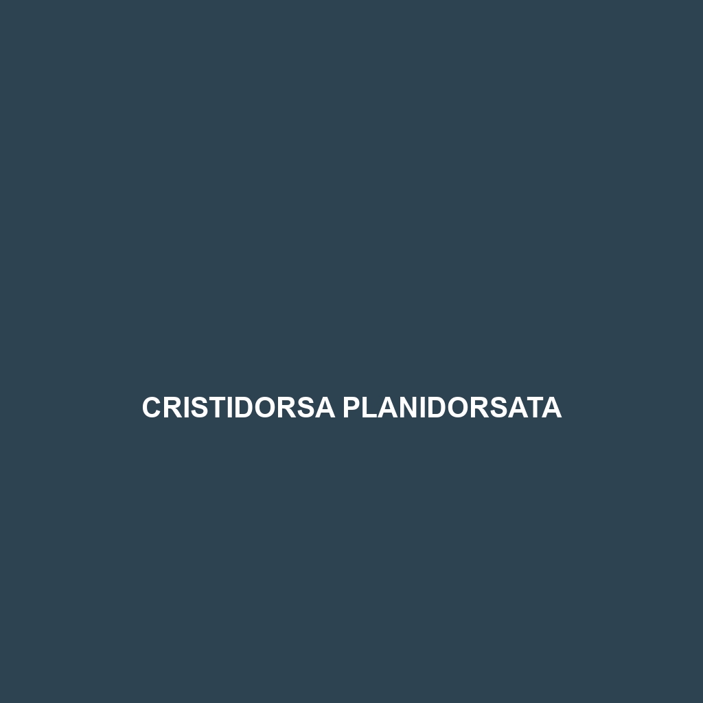 Cristidorsa planidorsata