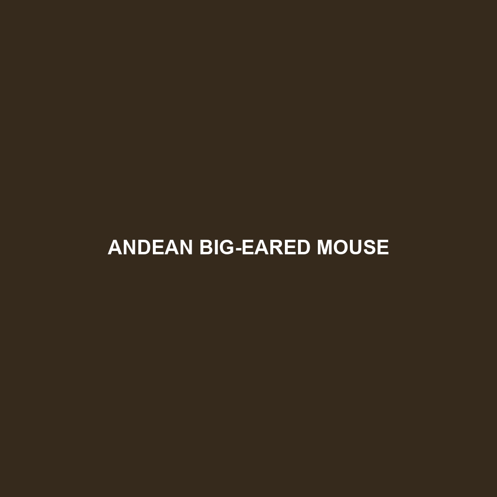 Andean Big-eared Mouse