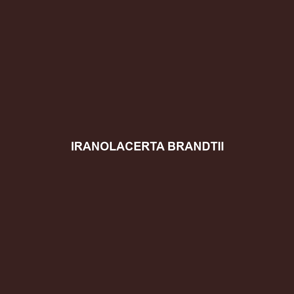 Iranolacerta brandtii