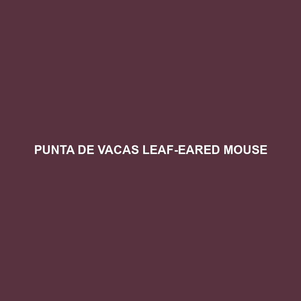 Punta de Vacas Leaf-eared Mouse