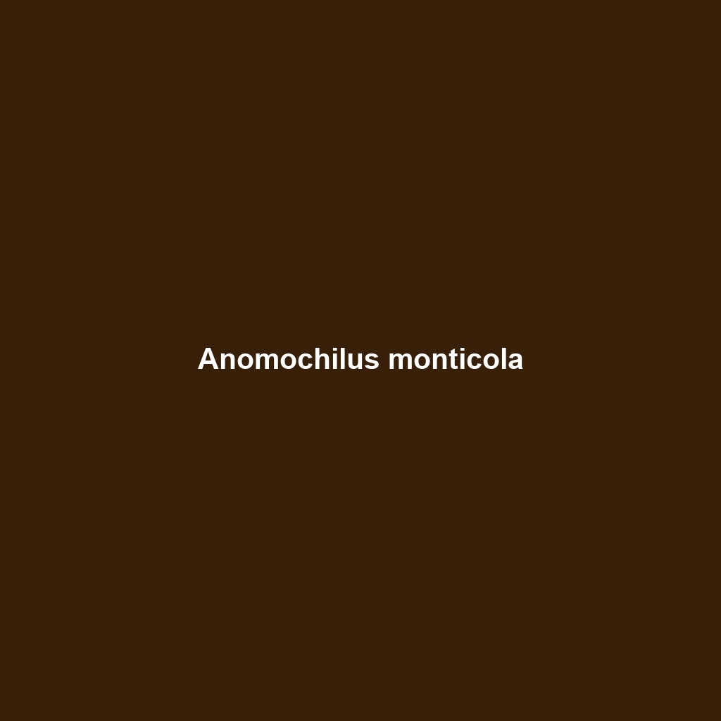 Anomochilus monticola