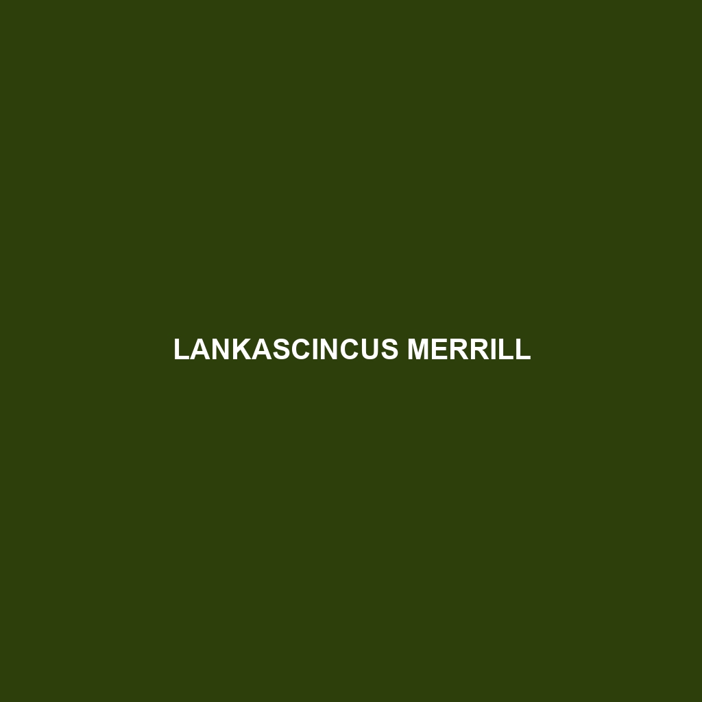 Lankascincus merrill