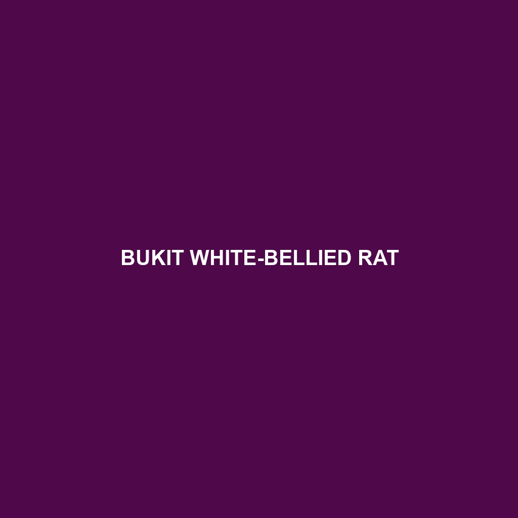 Bukit White-bellied Rat