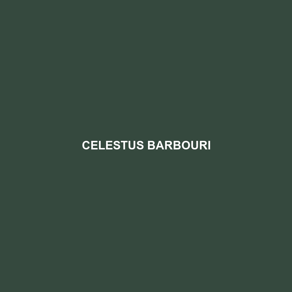 Celestus barbouri