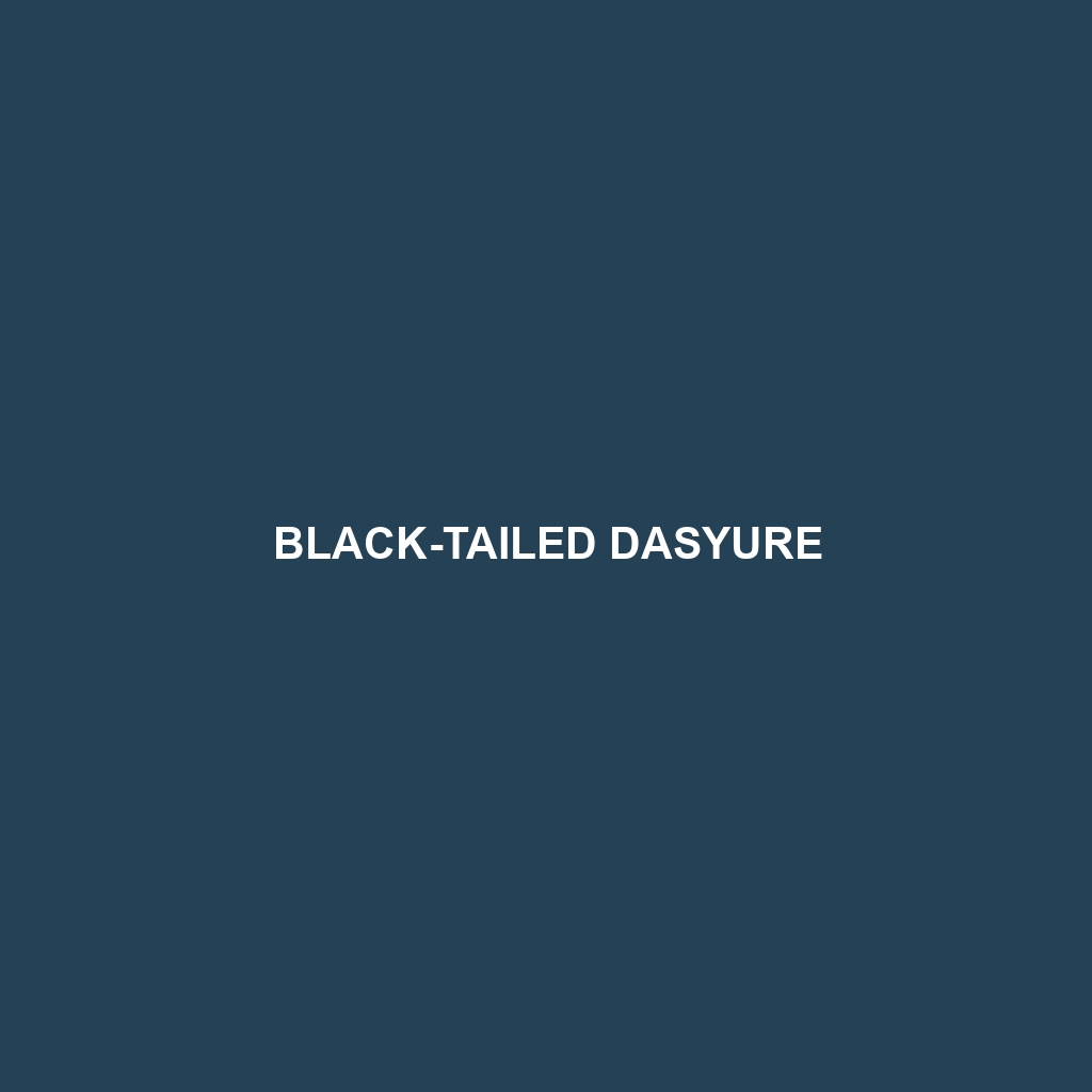 Black-tailed Dasyure