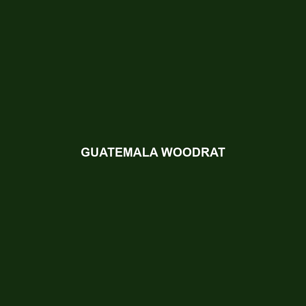 Guatemala Woodrat