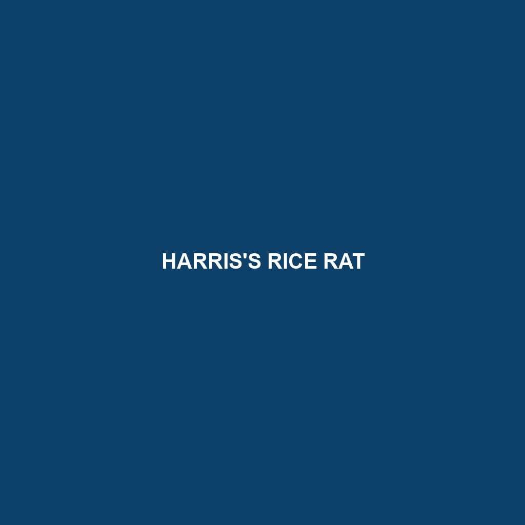 Harris's Rice Rat