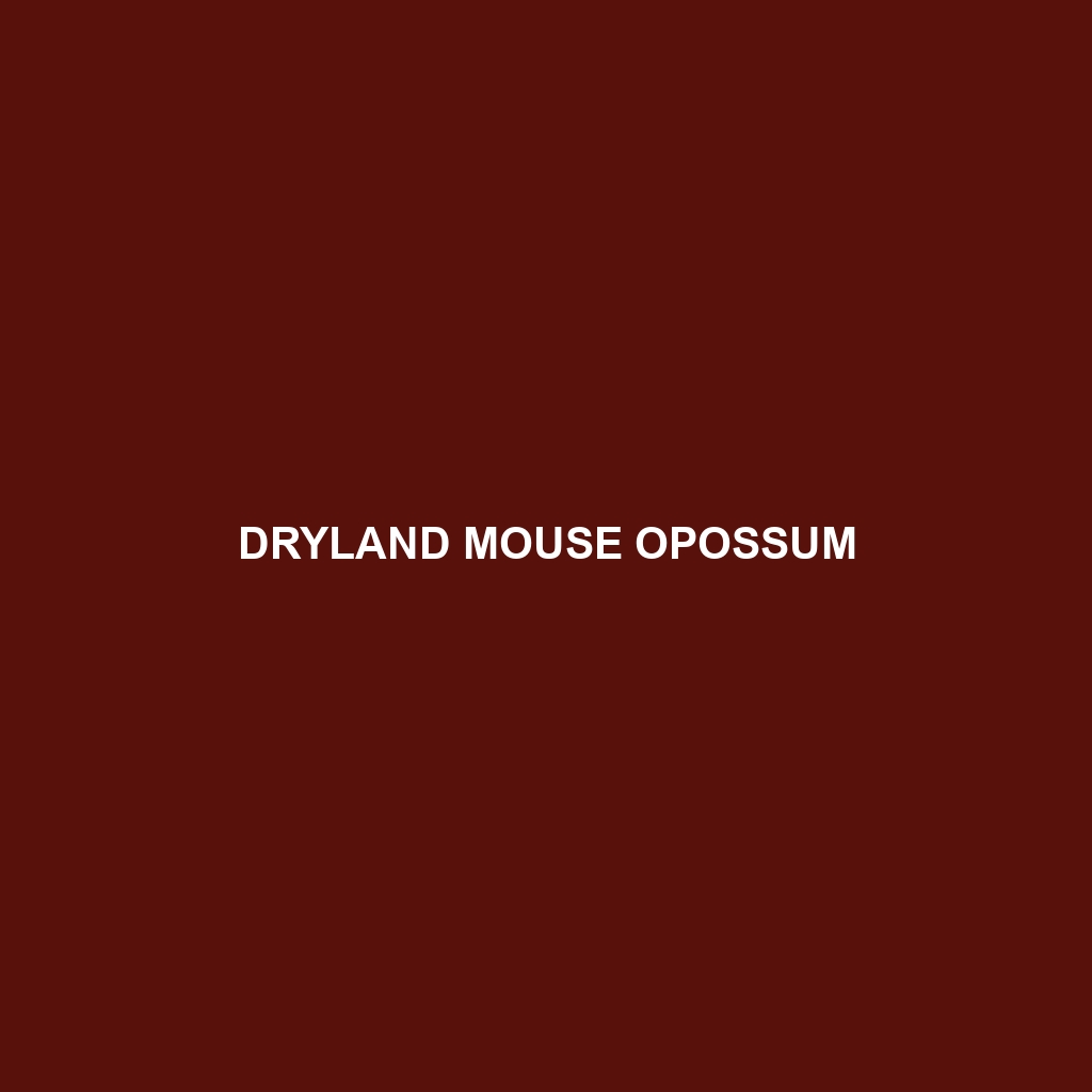 Dryland Mouse Opossum