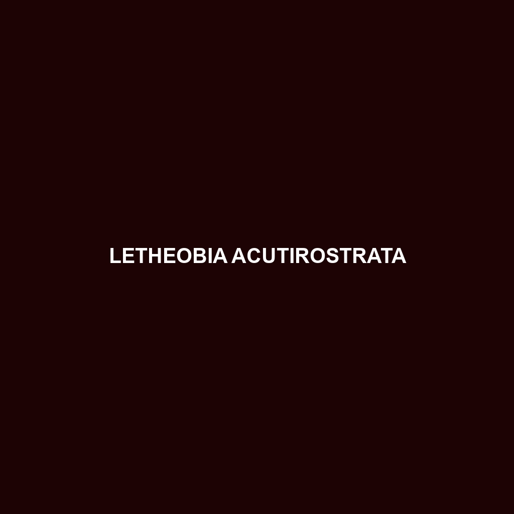 Letheobia acutirostrata