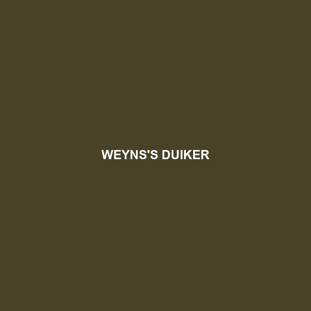 Weyns's Duiker