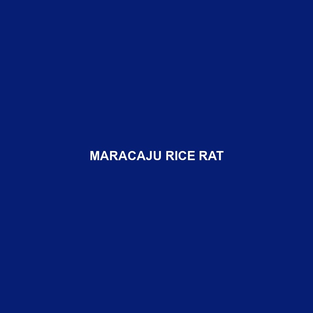 Maracaju Rice Rat