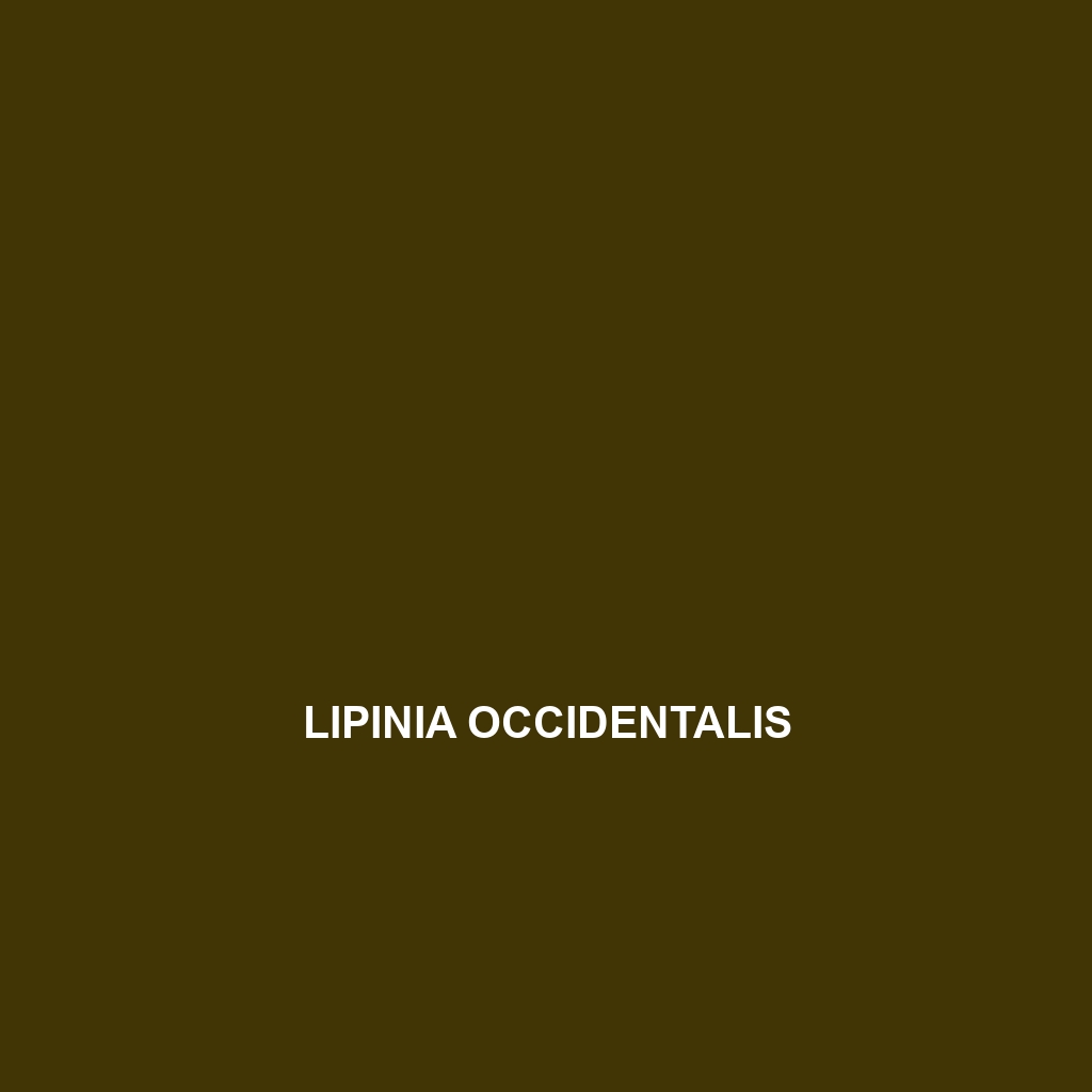 Lipinia occidentalis