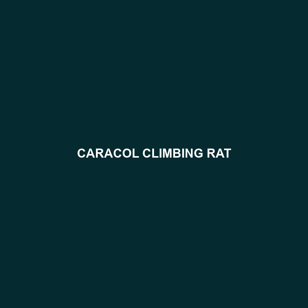 Caracol Climbing Rat