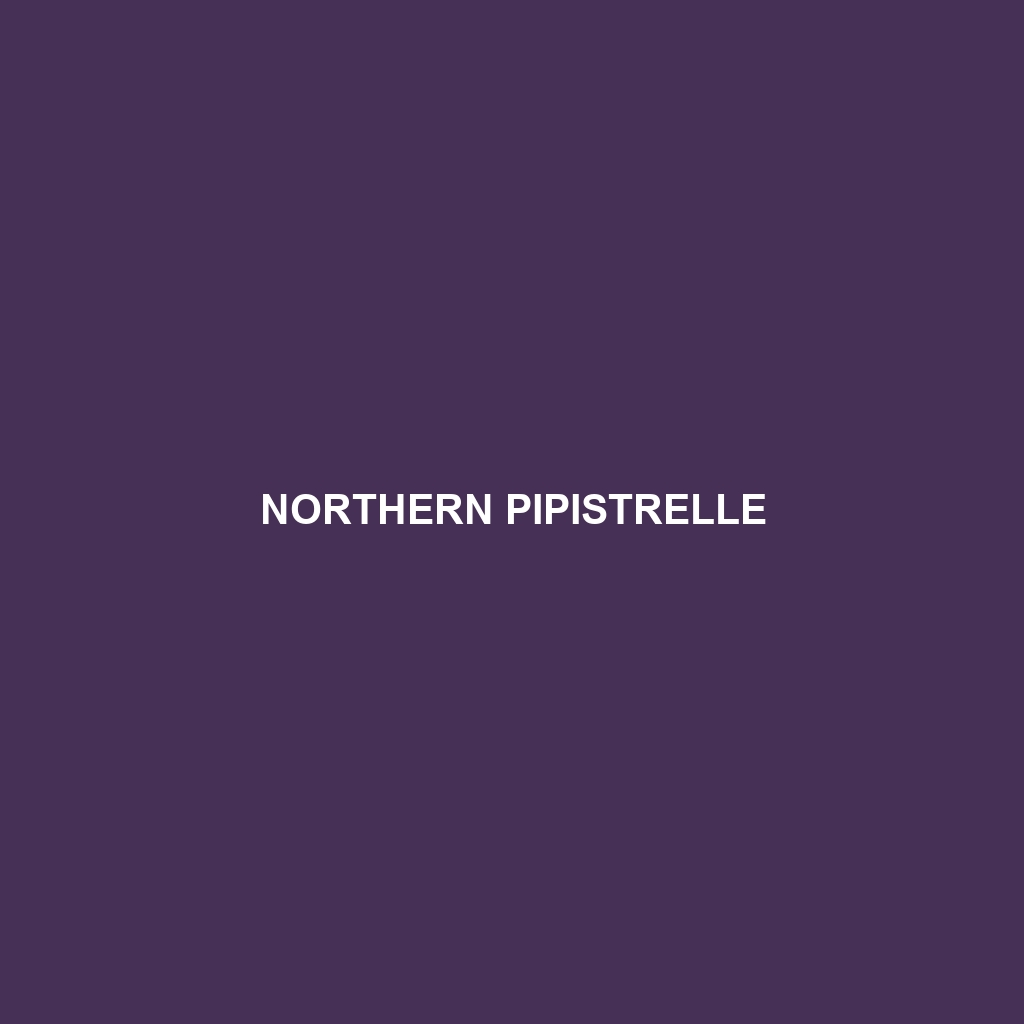 Northern Pipistrelle