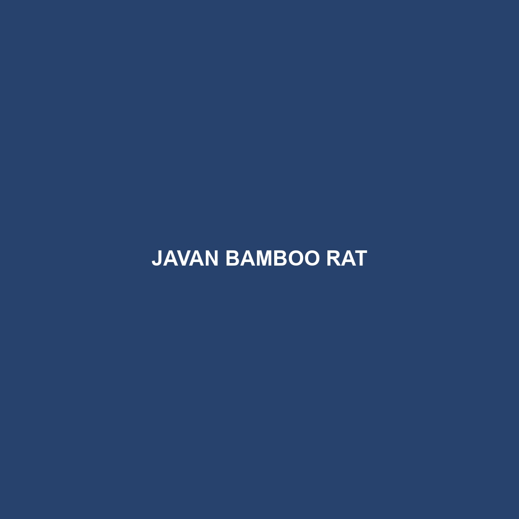 Javan Bamboo Rat